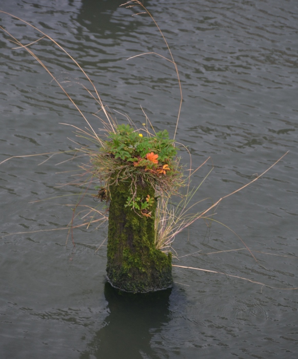 A piling comes to life with foliage
